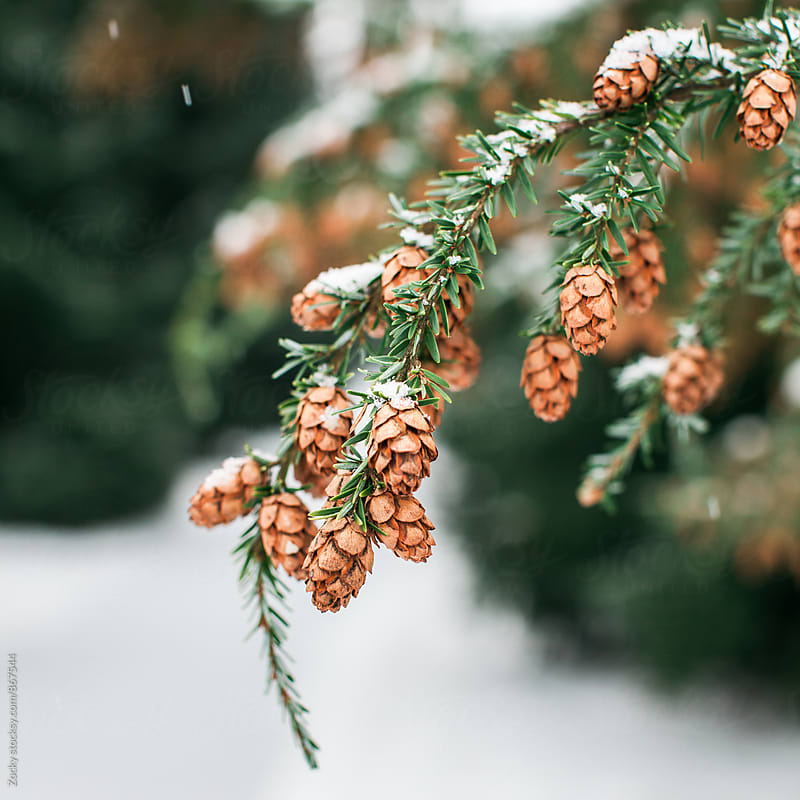 Snow on Pine Cones