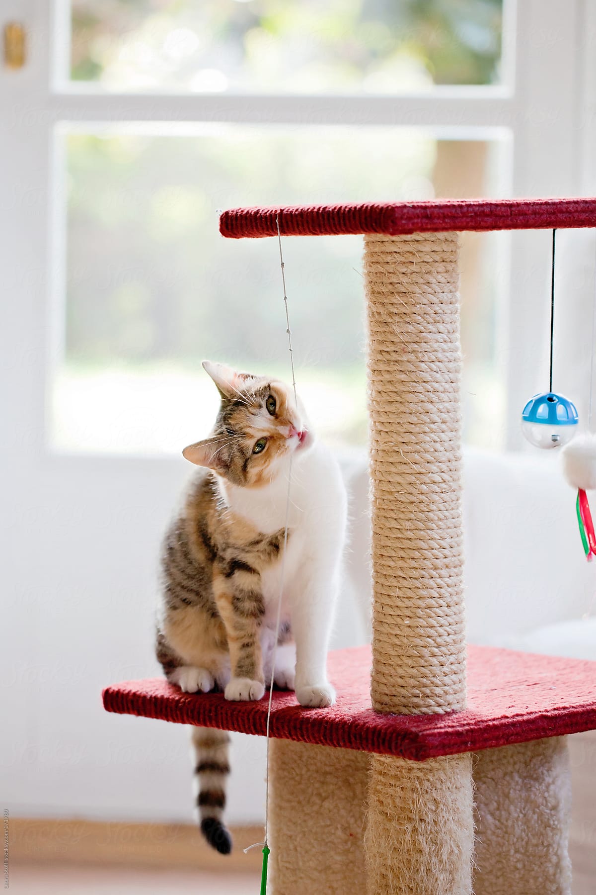 Tabby cat chewing string on scratching post
