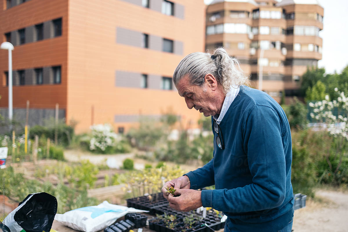 Senior man gardening in an urban orchard