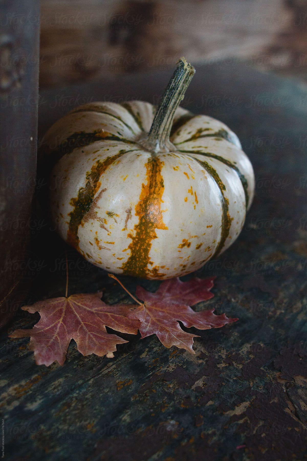 small white striped pumpkin on table with leaves