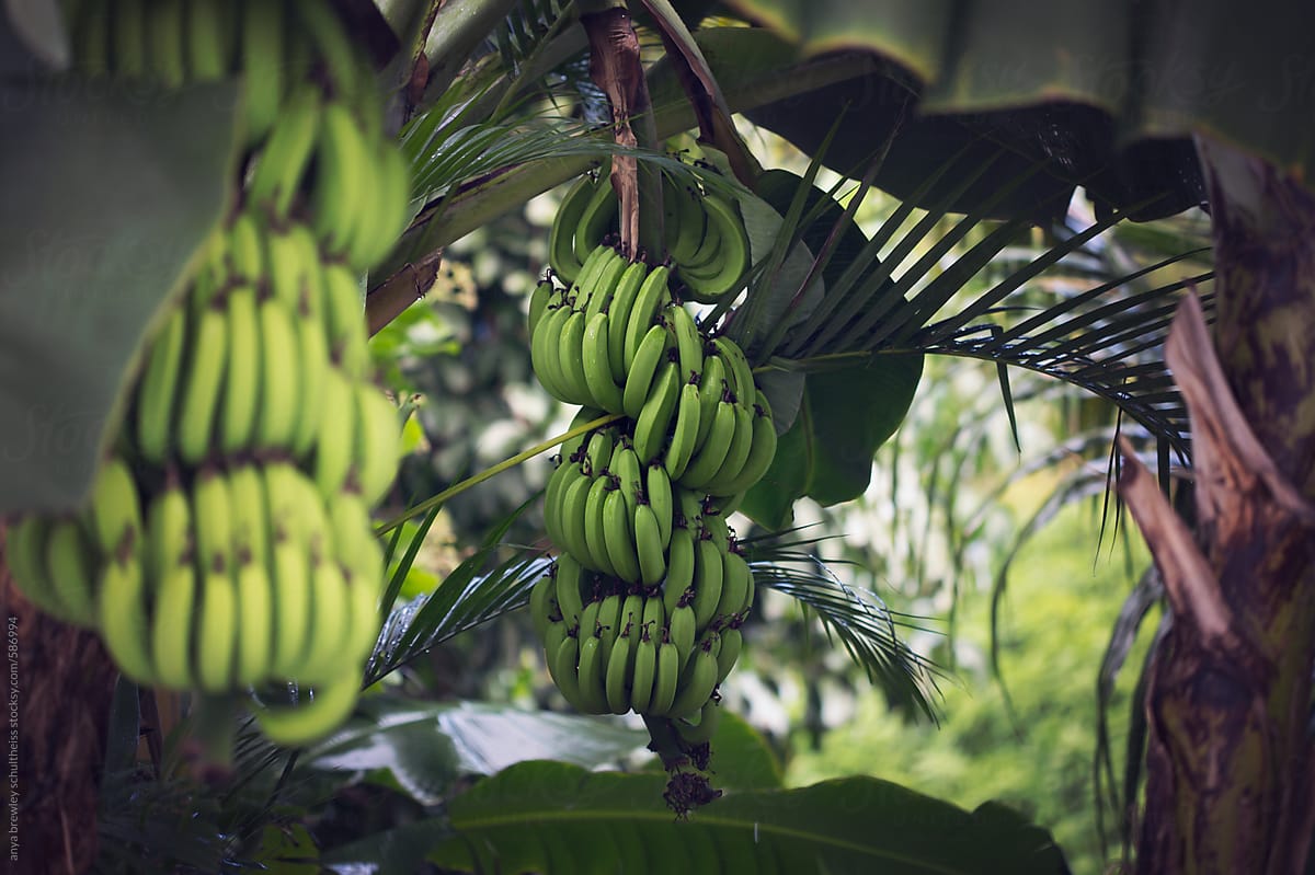 Two bunches of green bananas growing on their trees