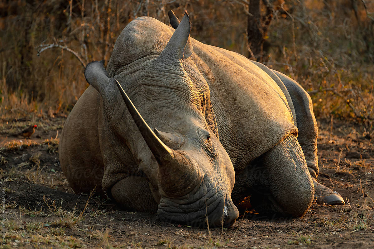 White rhinoceros safari sunset, Hlane, Eswatini
