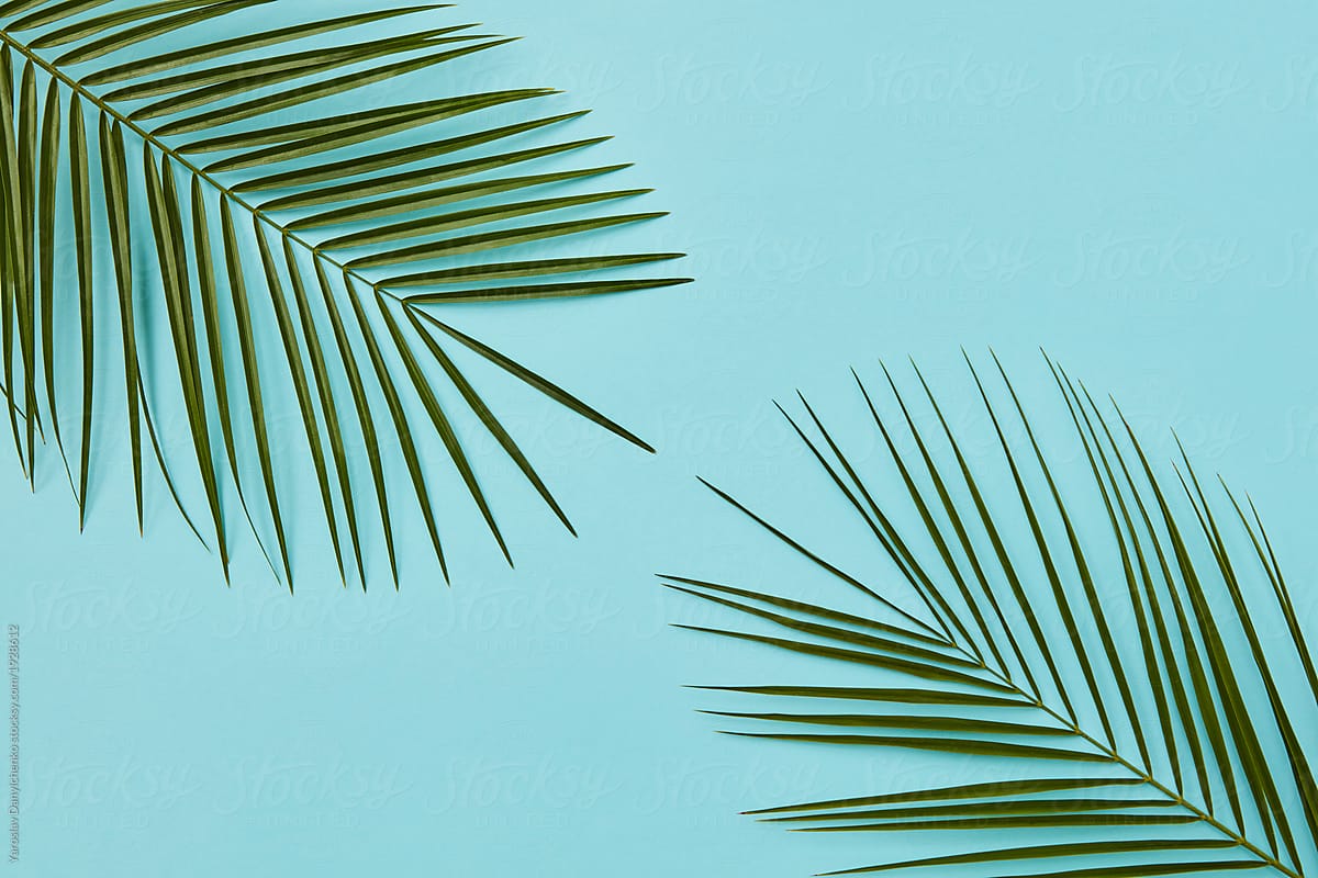 Border or banner of green palm leaves