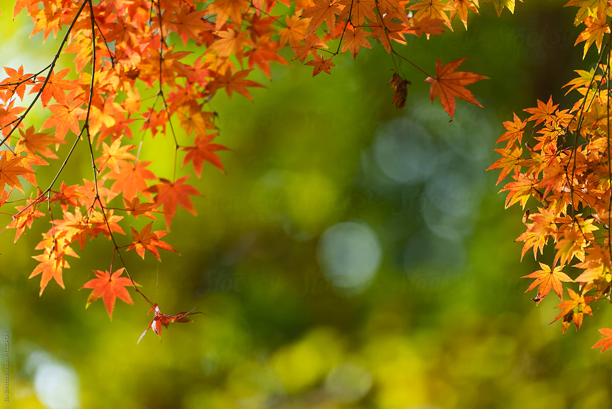 Autumn colorful maple leaves background