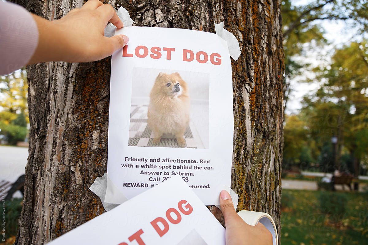 Crop owner hanging poster of missing dog on trunk