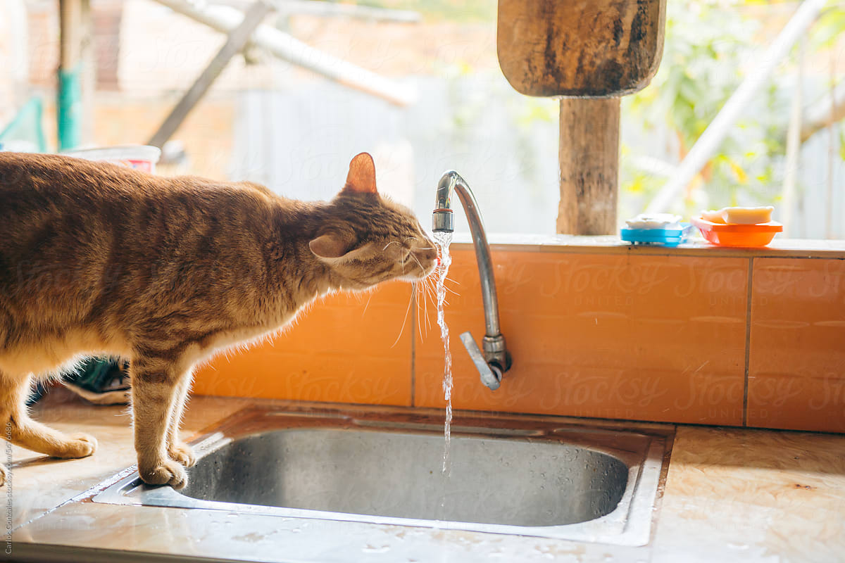 Orange Cat Drinking Tap Water