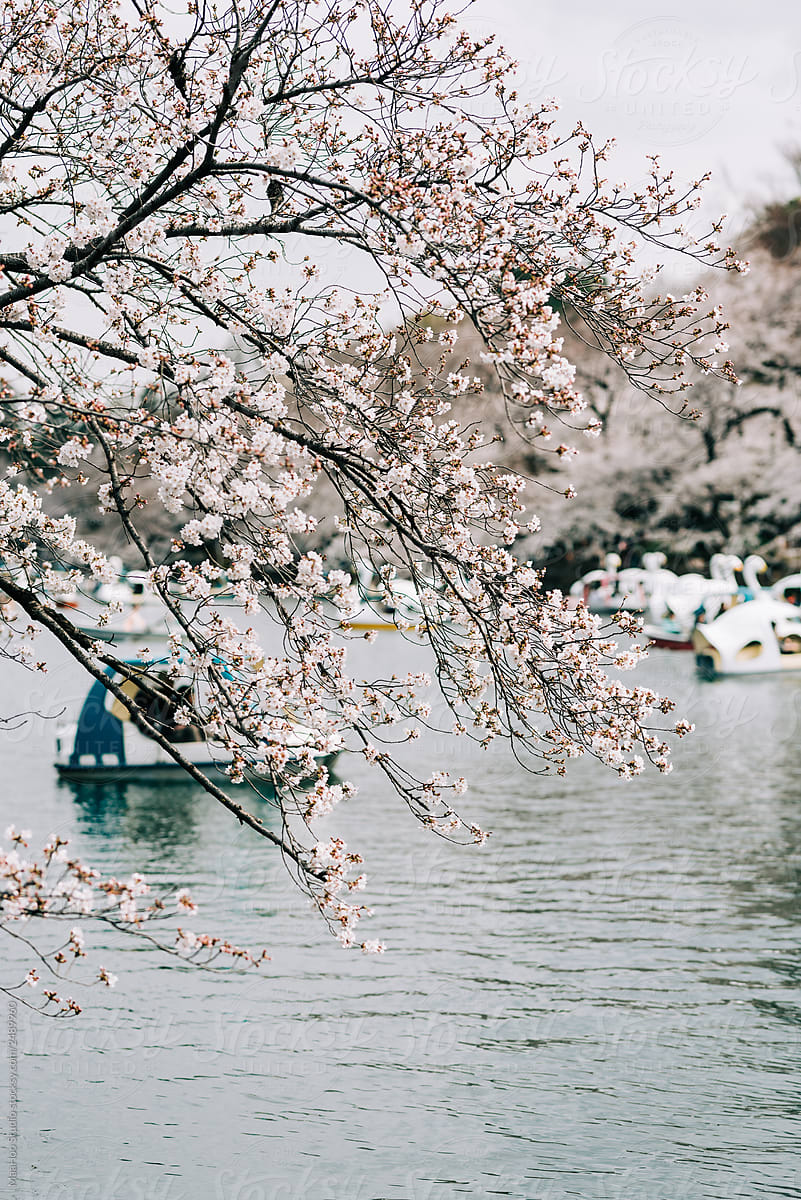 Cherry blooming in Japan