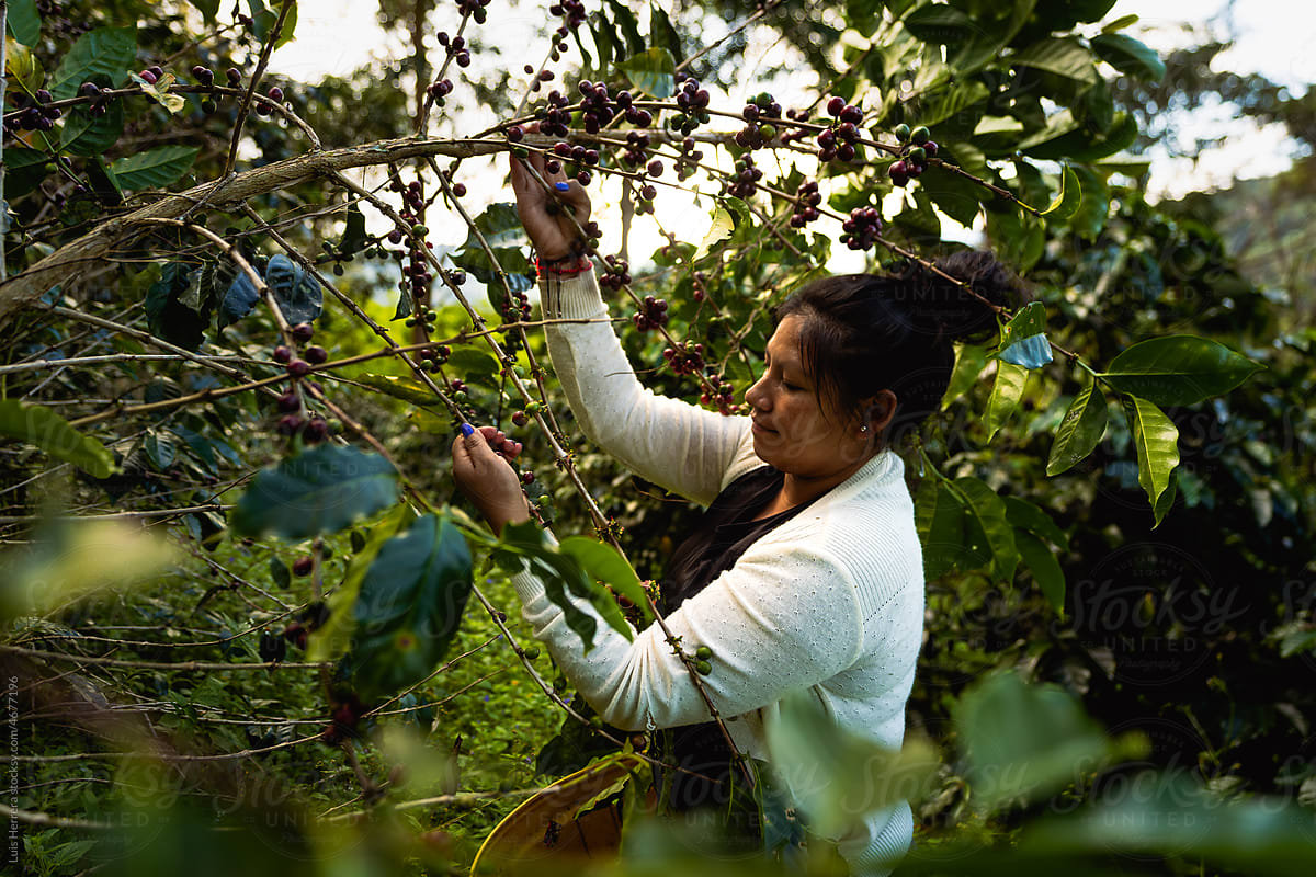 Woman Harvesting coffee beans