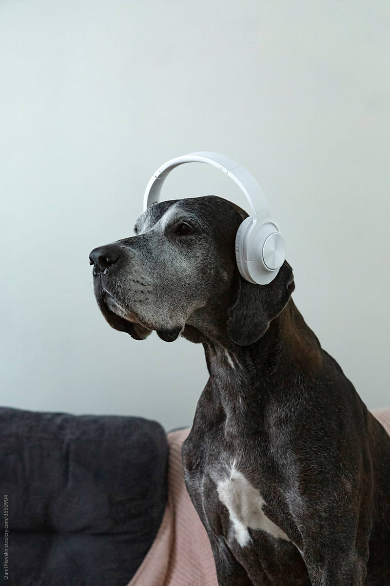 Great Dane dog listening to music