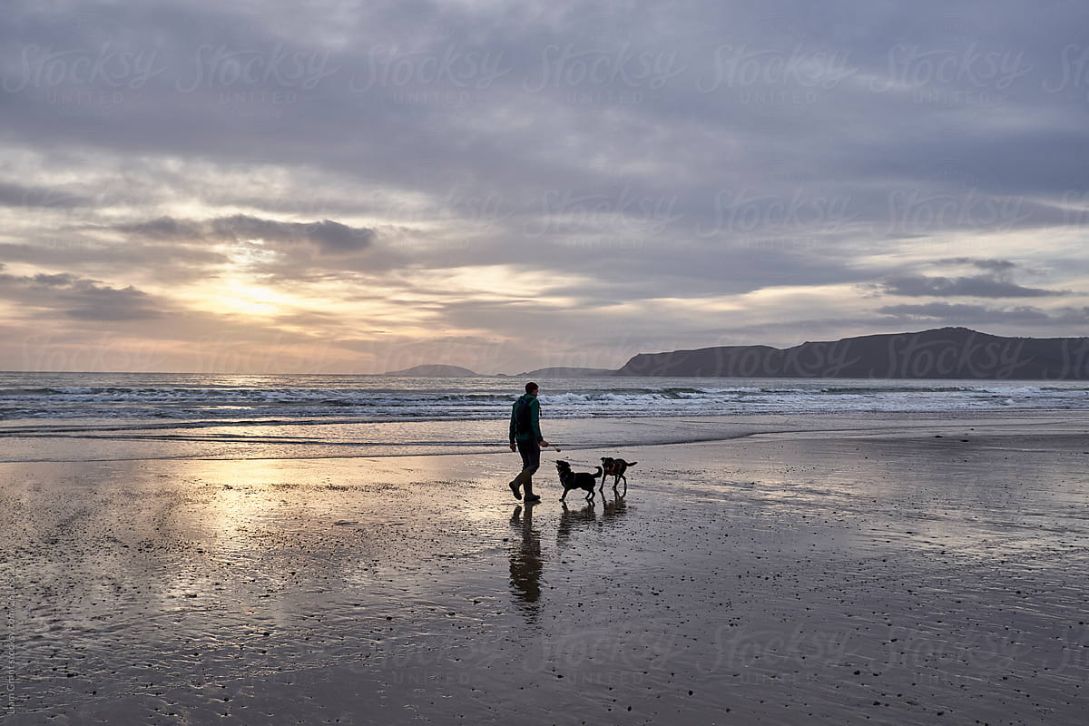 Male walking his dogs on Porth Neigwl (Hell\'s Mouth) Beach at sunset. Wales, UK.