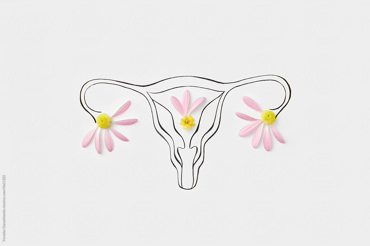 Lines drawing of female reproductive system decorated with flowers