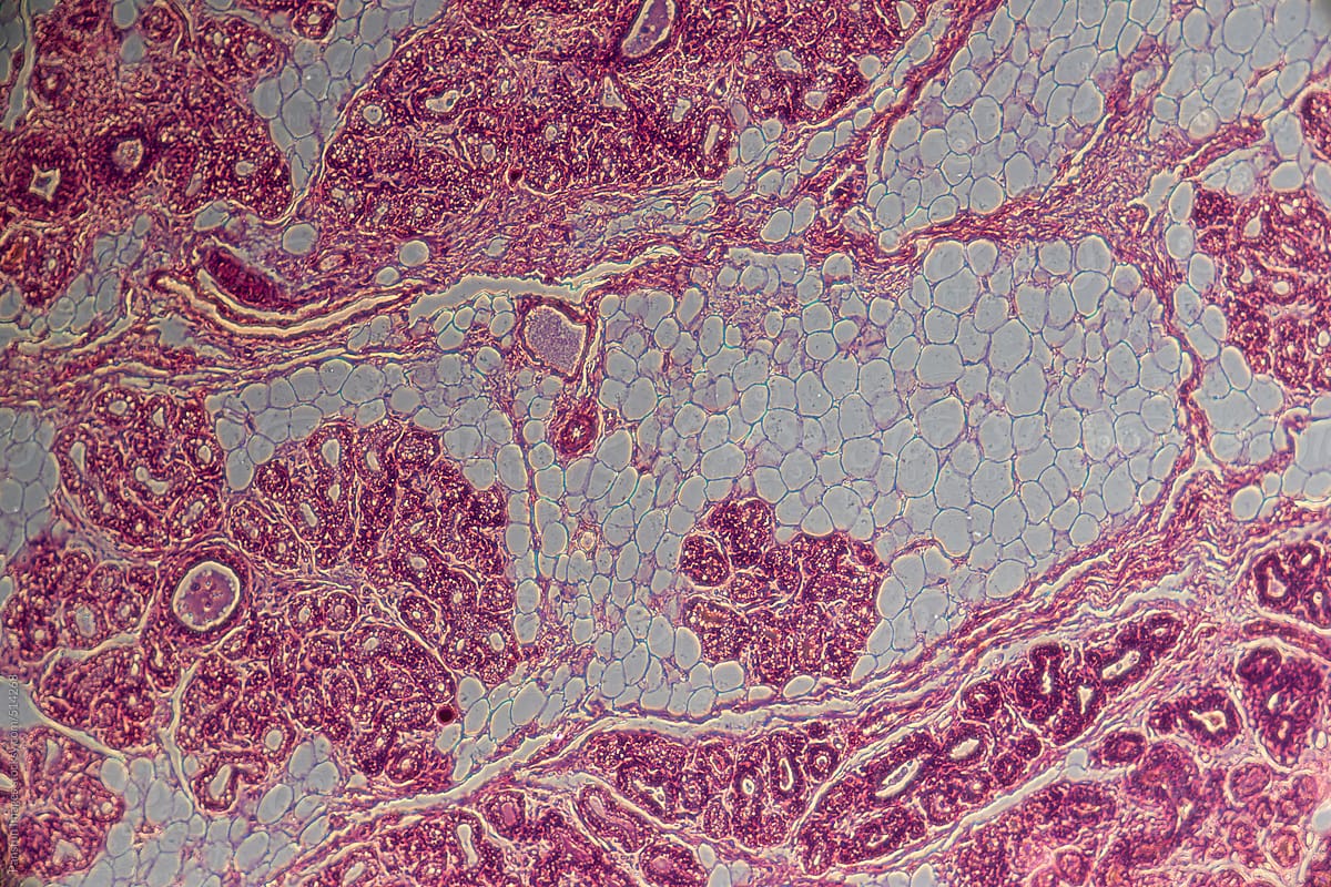 Adipose fat cell of anmial