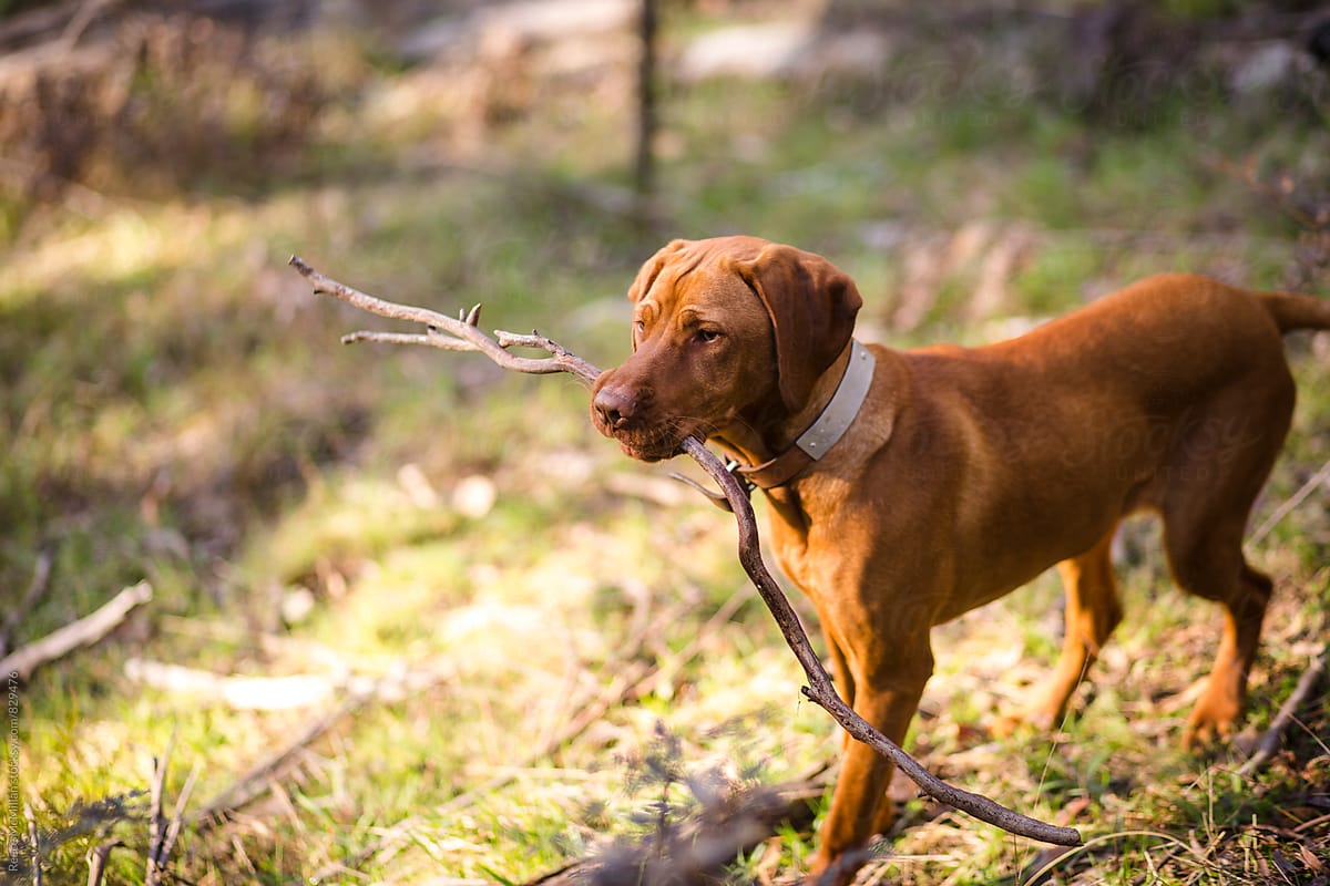Puppy with stick in nature