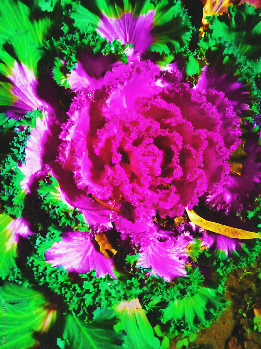 The vivid purple and green colors of kale leaves background.