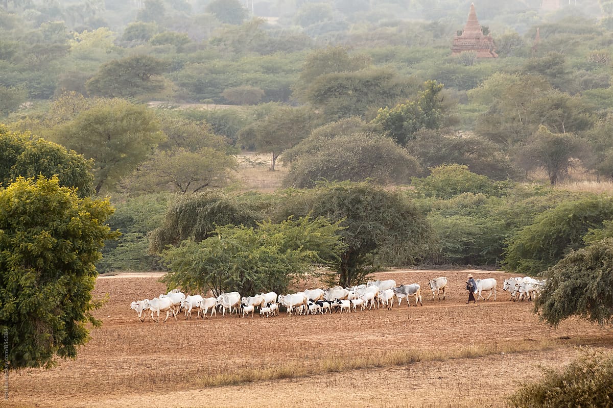 Cows and goats grazing in Bagan, Myanmar