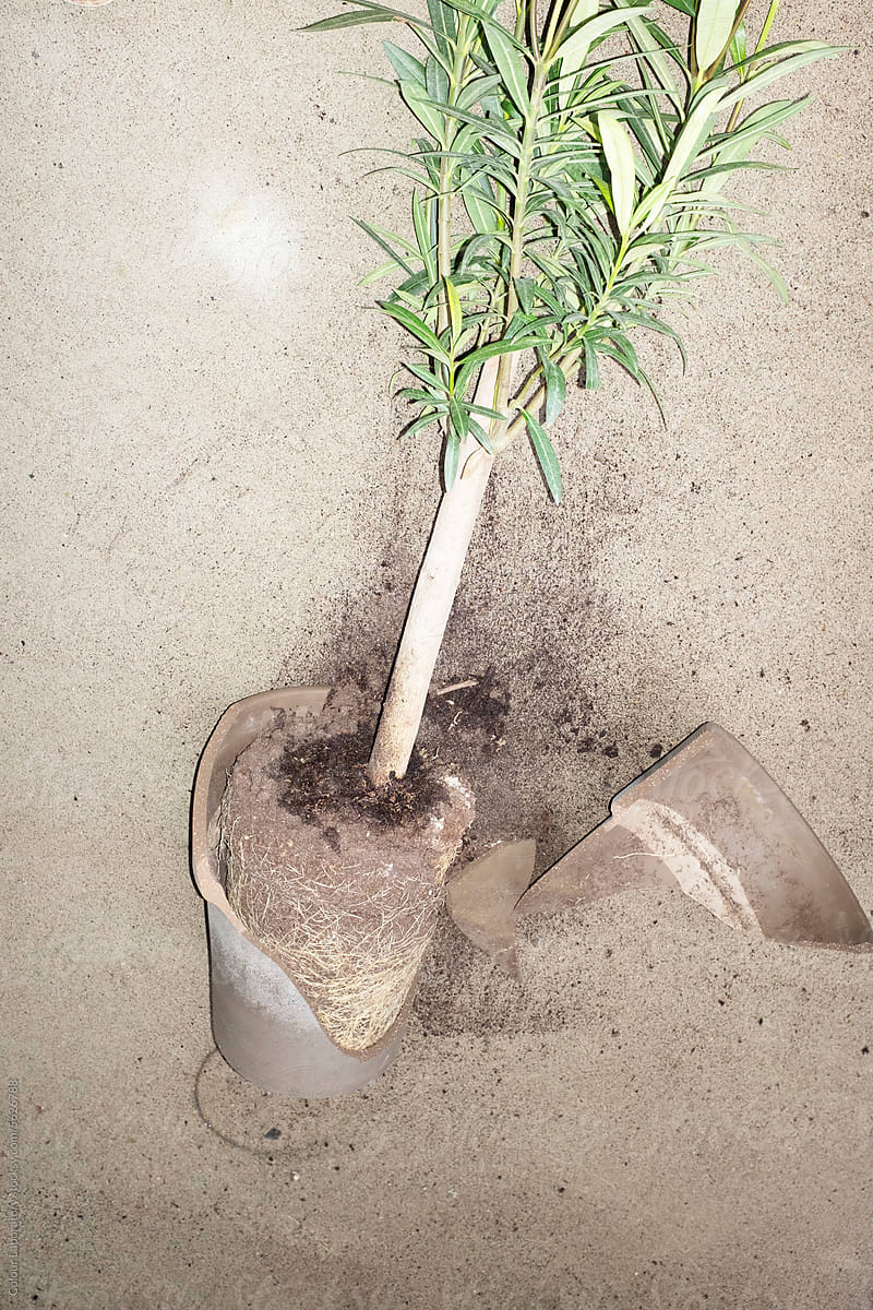 Fallen broken flower pot and plant with hard direct flashlight