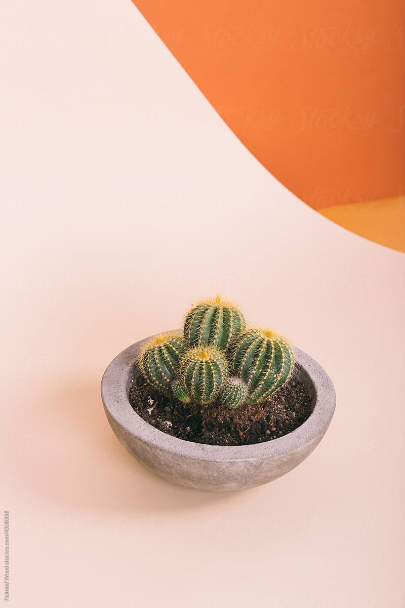 Sunny cactus in a flowerpot