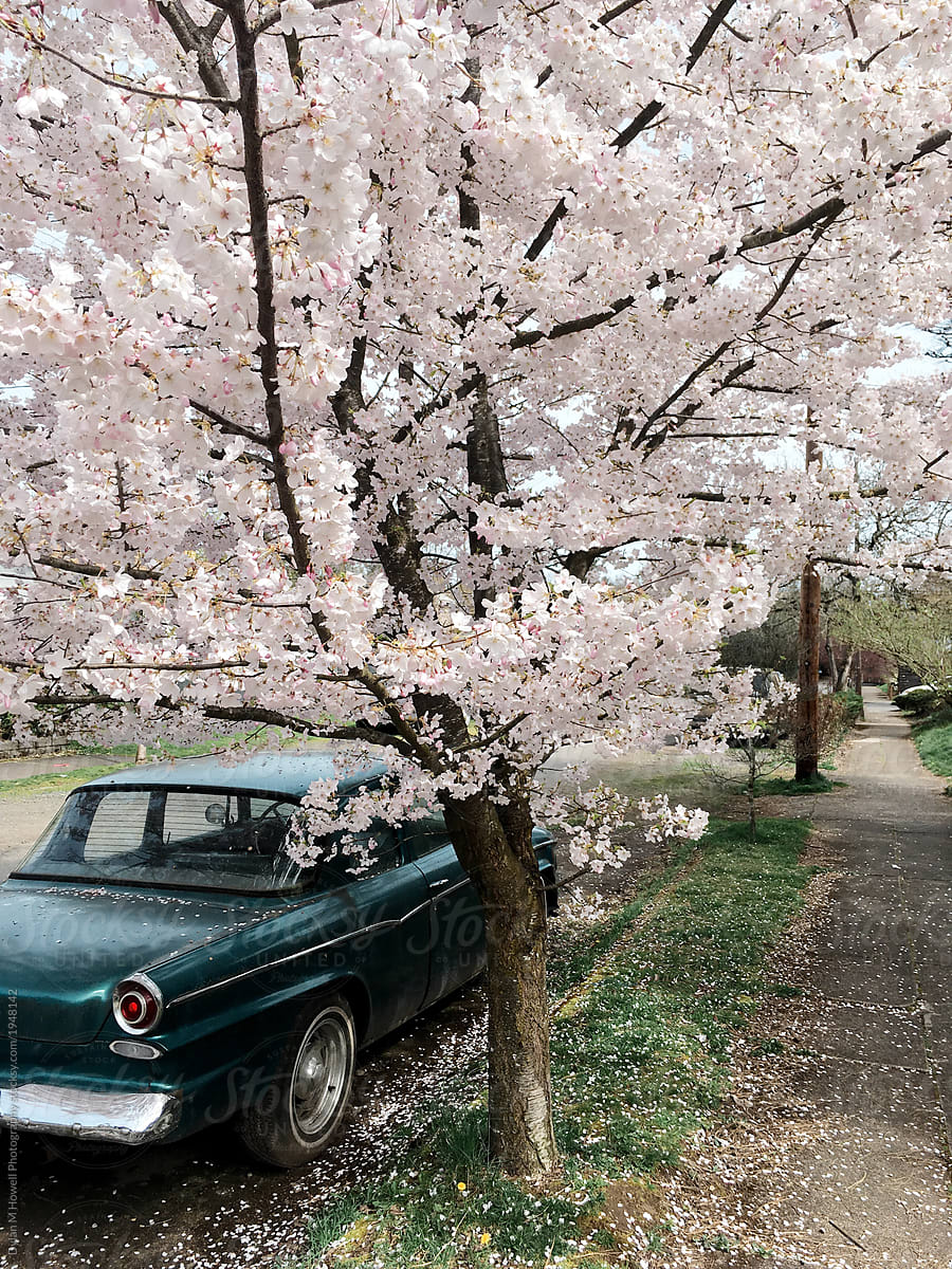 Sakura Blossoms and Vintage Cars in a Junkyard · Creative Fabrica