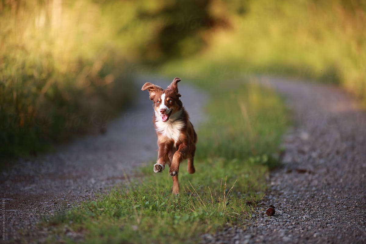 dog running mini aussie path