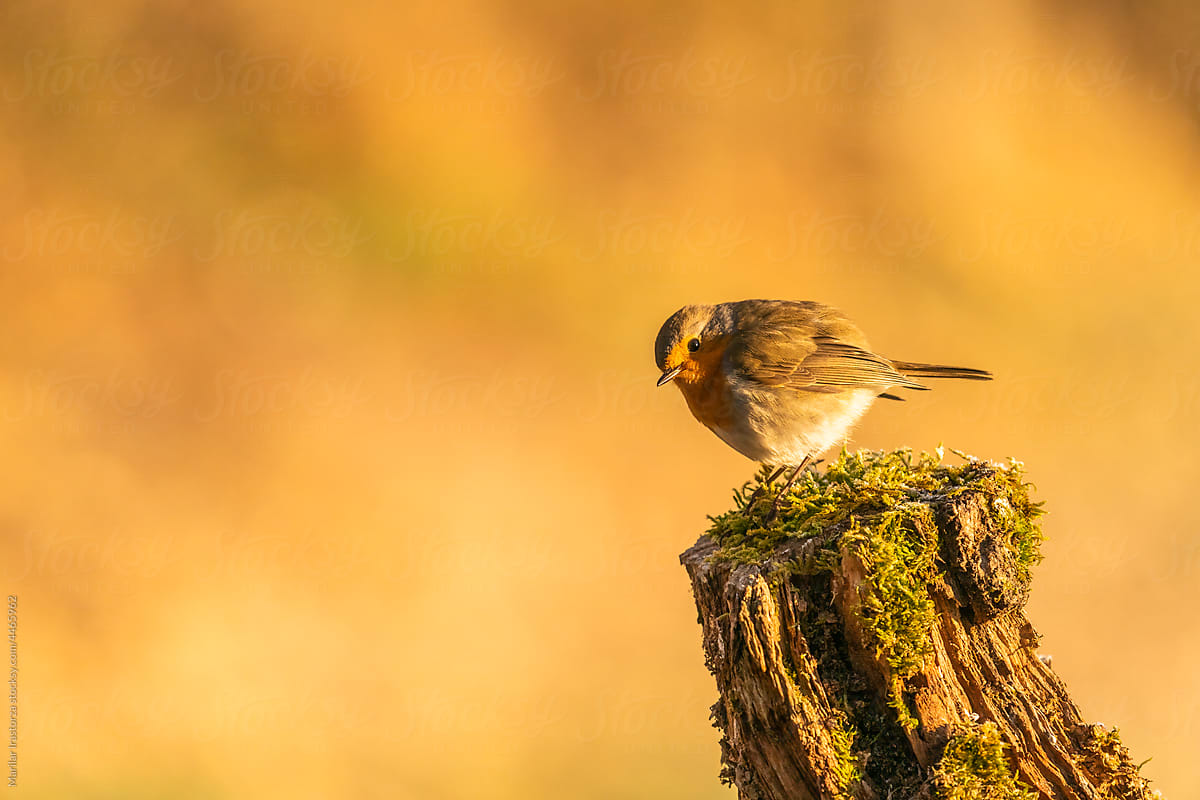 Robin Perched On A Tree Trunk