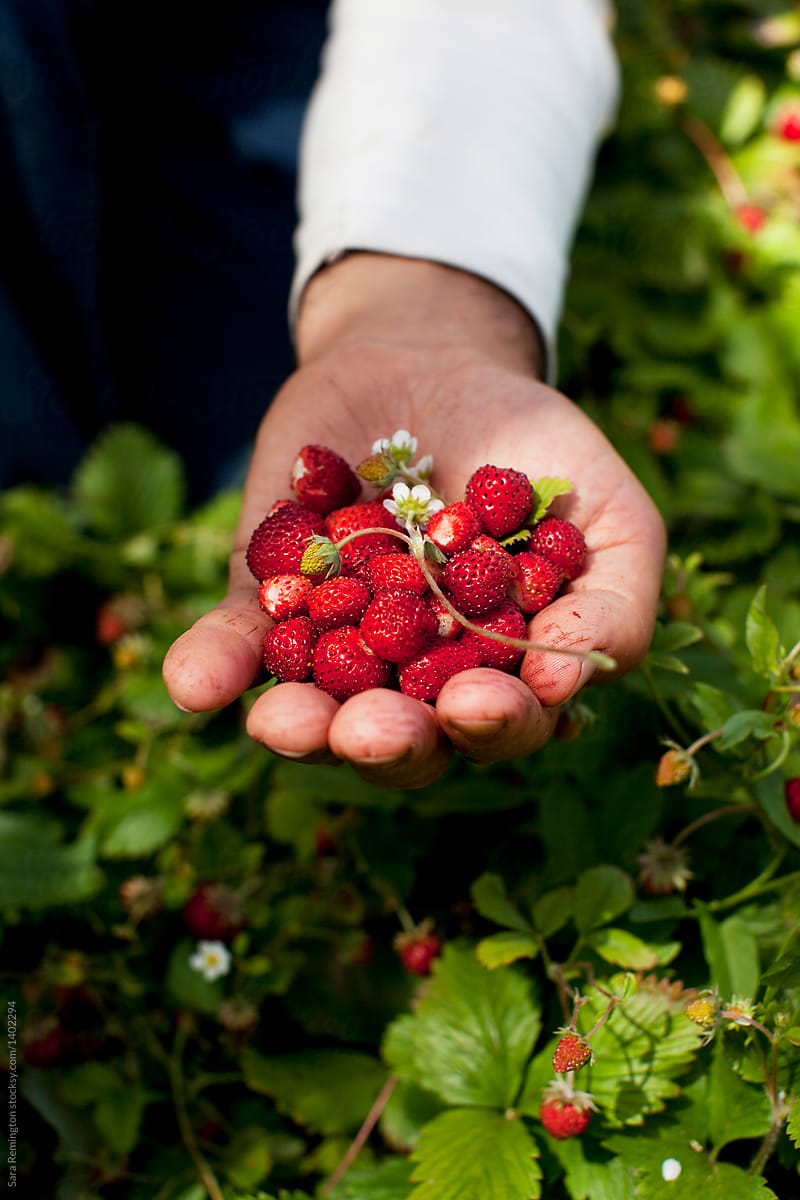 Farmer Picking Wild Organic Strawberries In Field