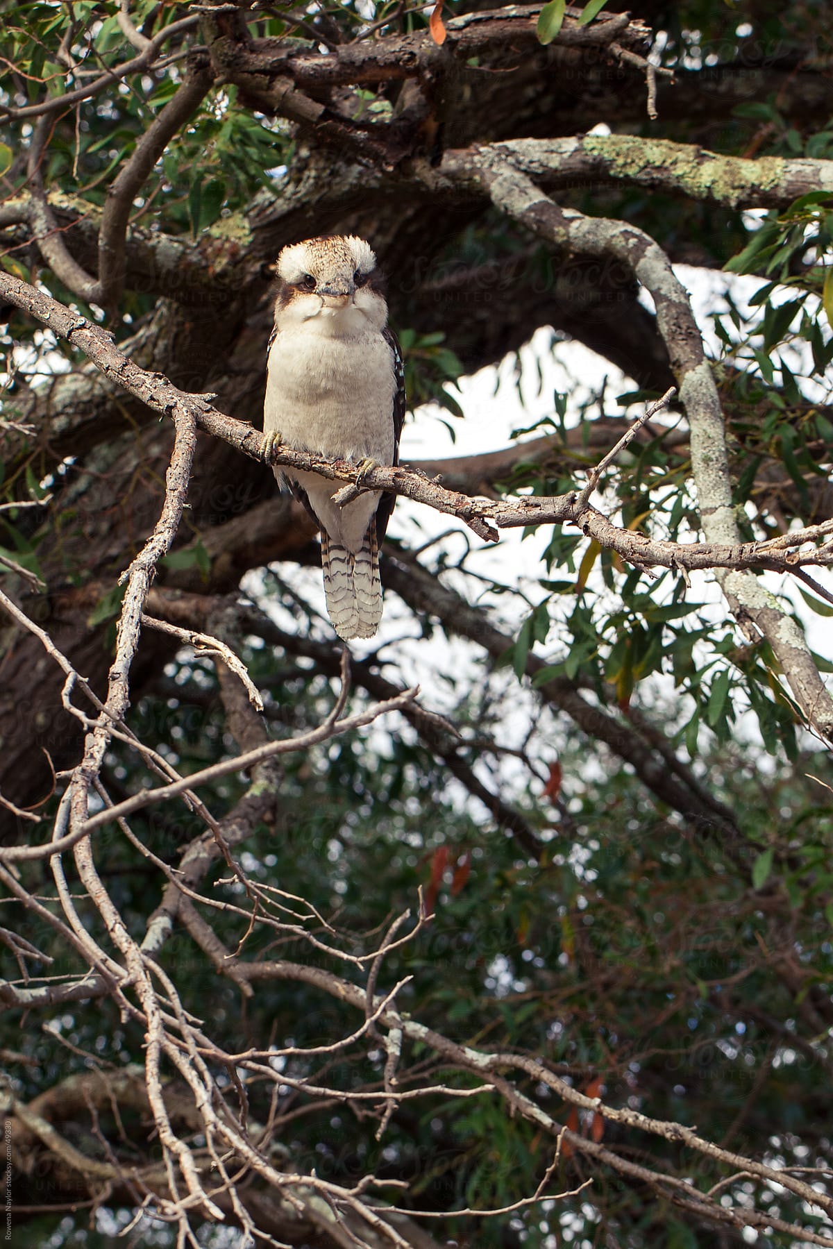 Iconic Australian Kookaburra Bird in Natural Habitat
