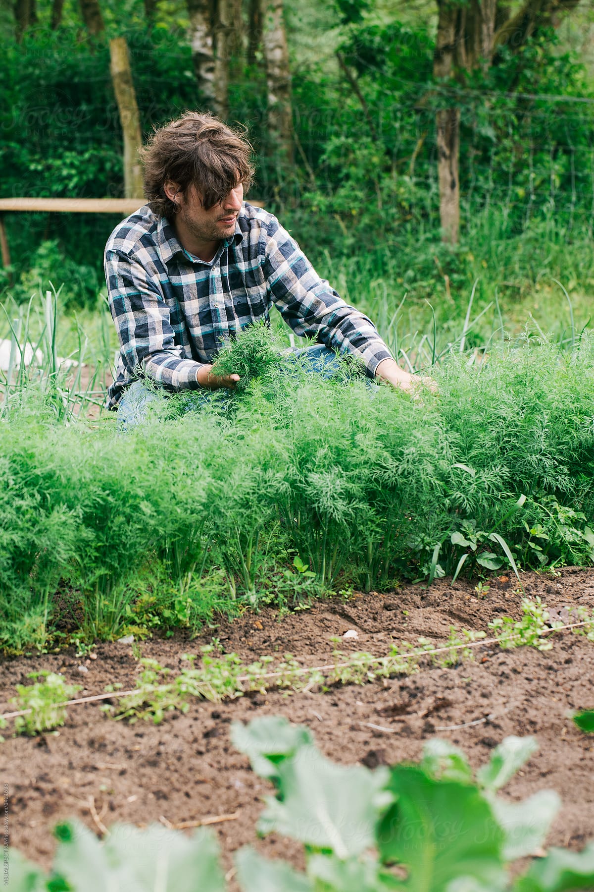 Farm to Table - Young Male Chef Picking Fresh Dill in Garden