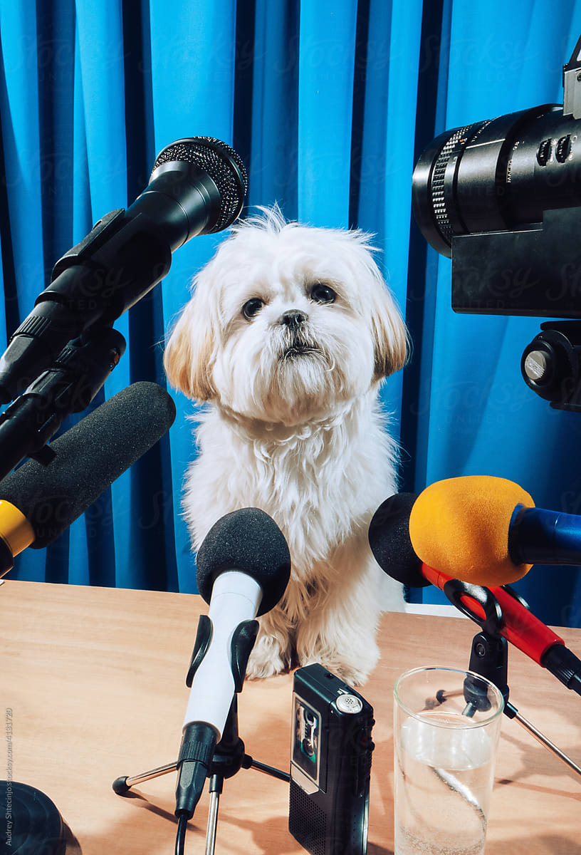 Shih Tzu dog on press conference