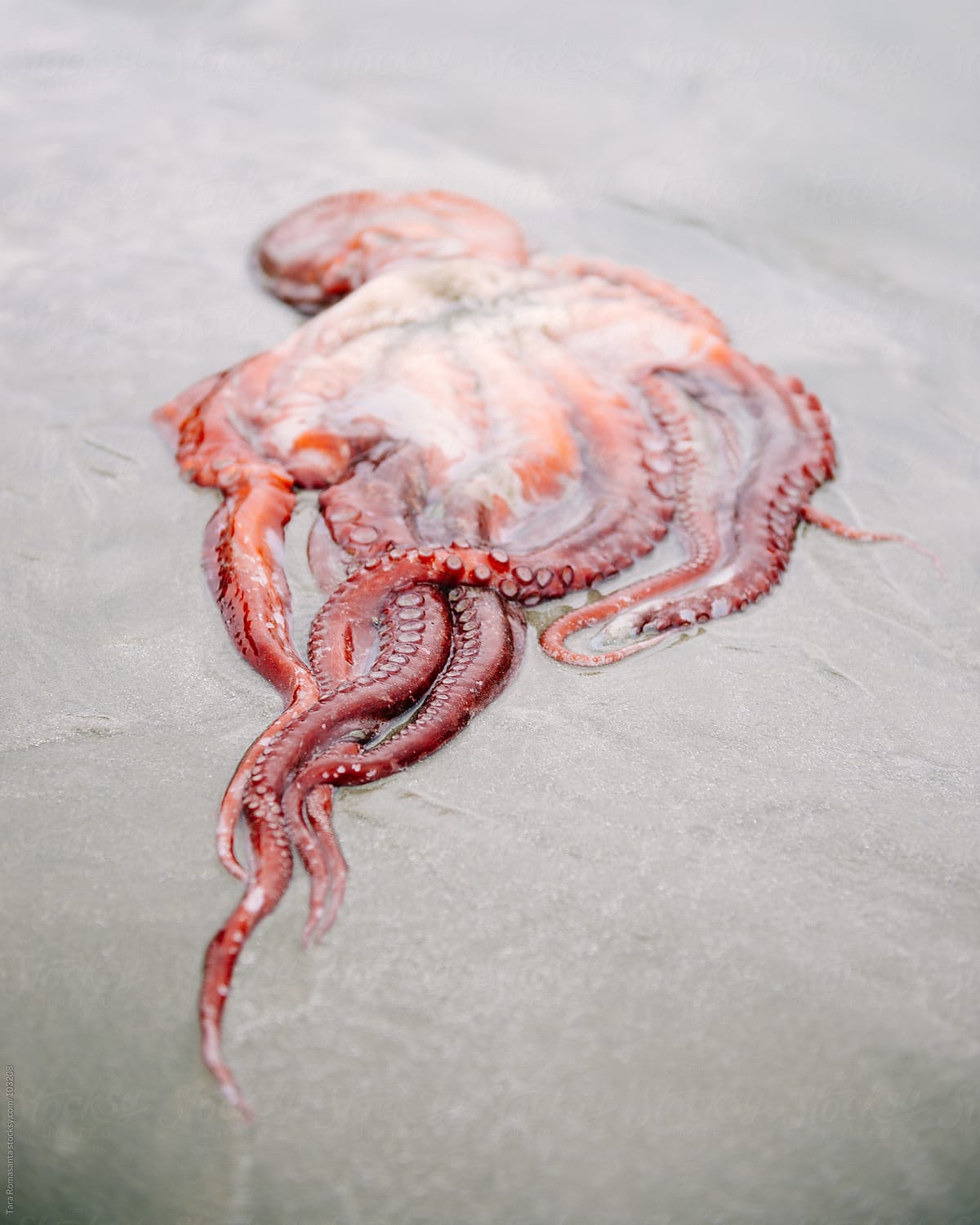 a beached red octopus in the sand