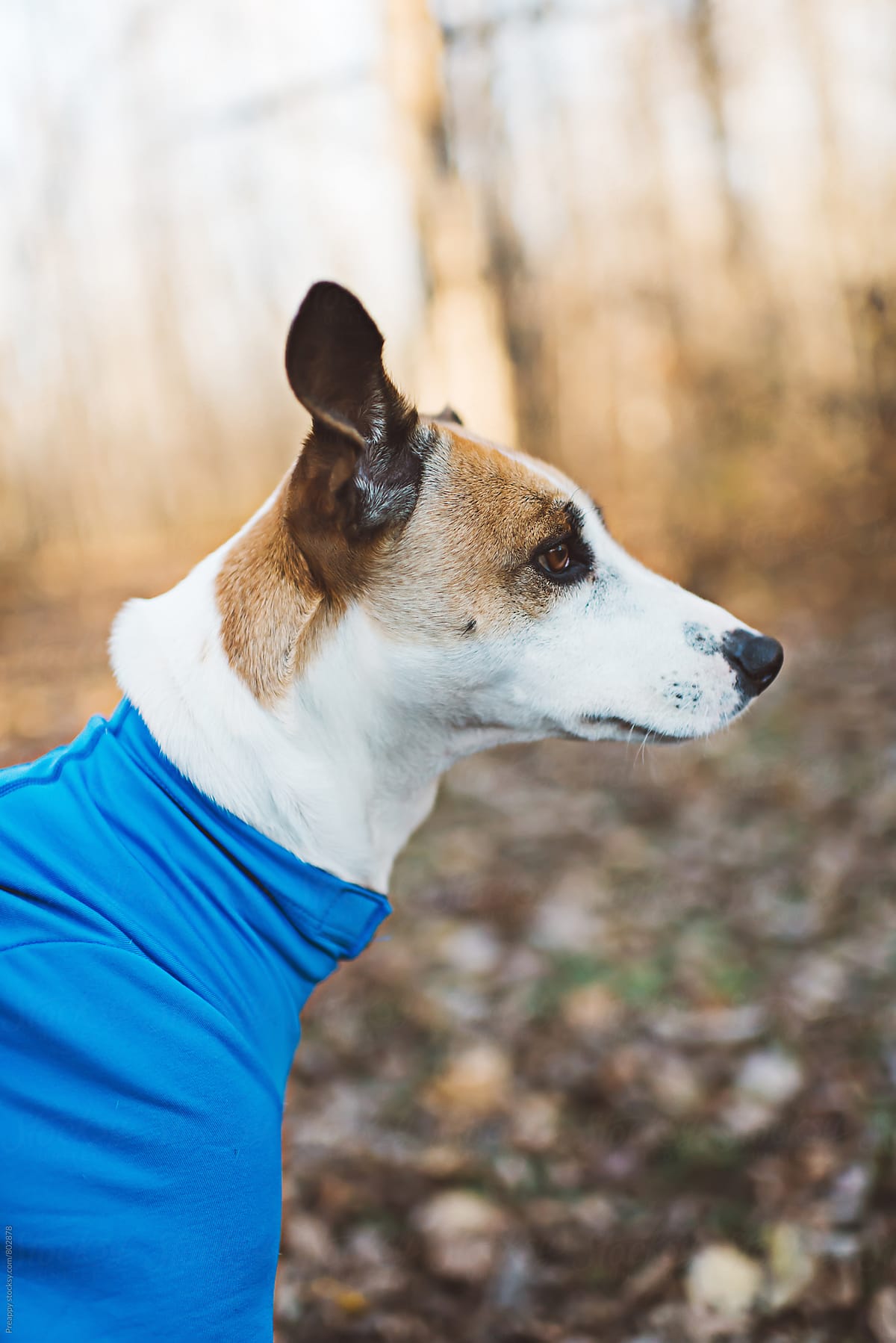 Side profile of a dog in a onesie outdoors