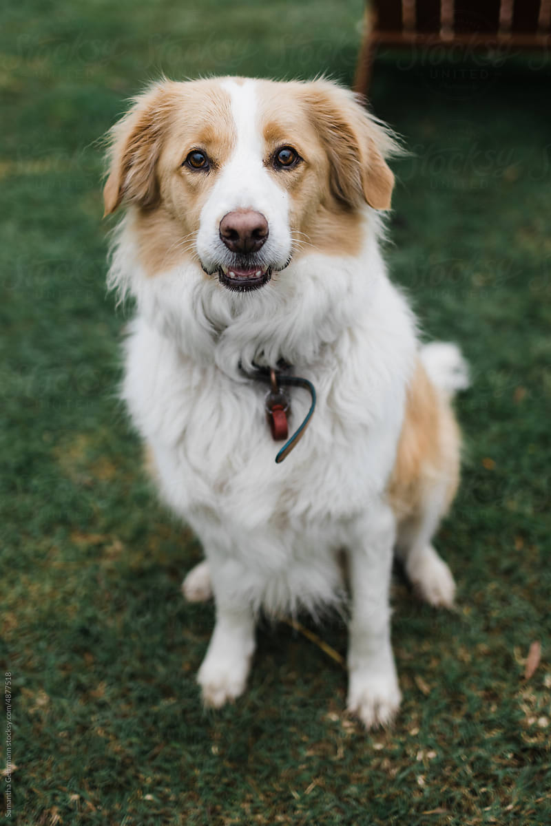 Red and white border collie