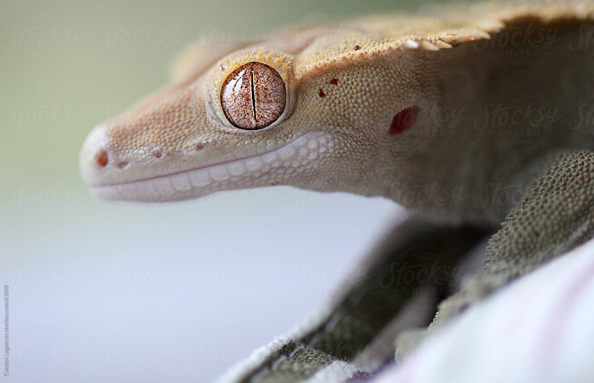 Cool gecko