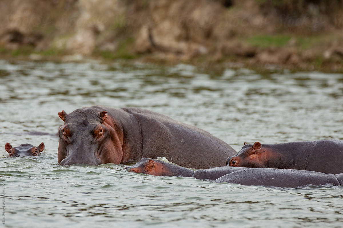 Hippo Family Swimming in River