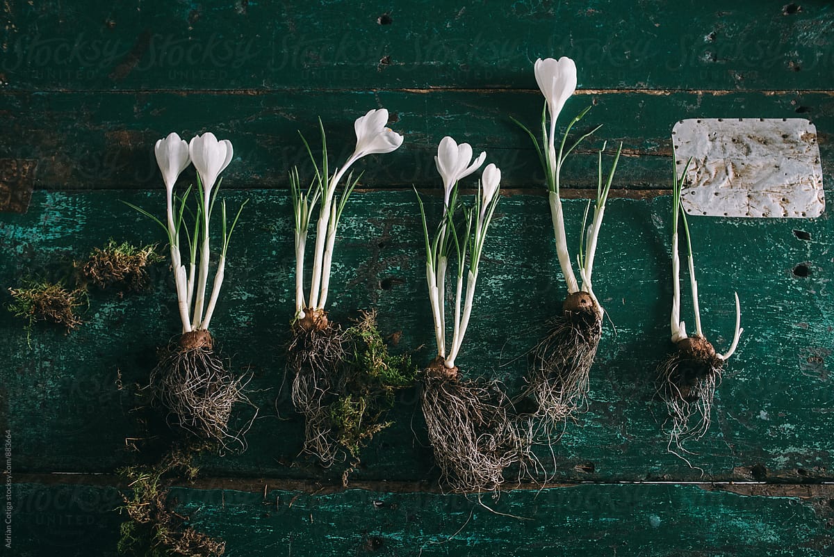 Spring White Crocuses On Green Wooden Table By Stocksy Contributor 