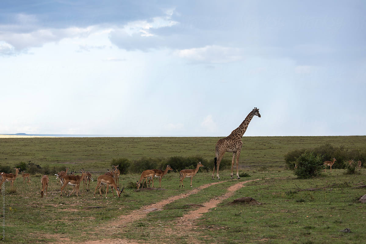 Red Billed Oxpeckers Riding on the Back of a Giraffe Surrounded by a Group of Impalas