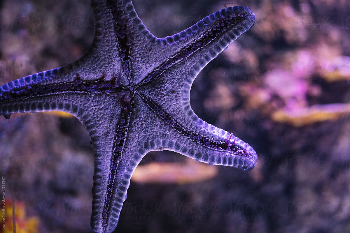 purple sea star adhering on a window from an aquarium