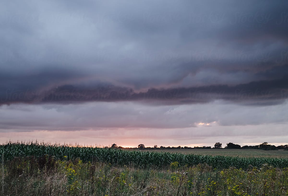 Field of Maize under a stormy sky at sunset. Norfolk, UK.