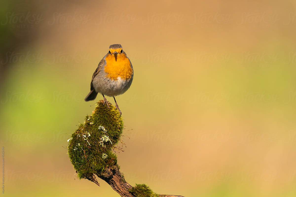 Robin In Its Natural Habitat