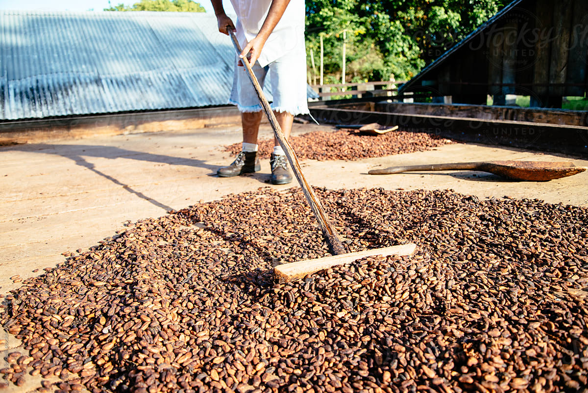 Anonymous man drying cocoa nuts in the sun
