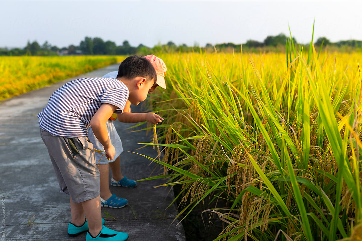 Two asian kids walking in the autumn rice paddy field