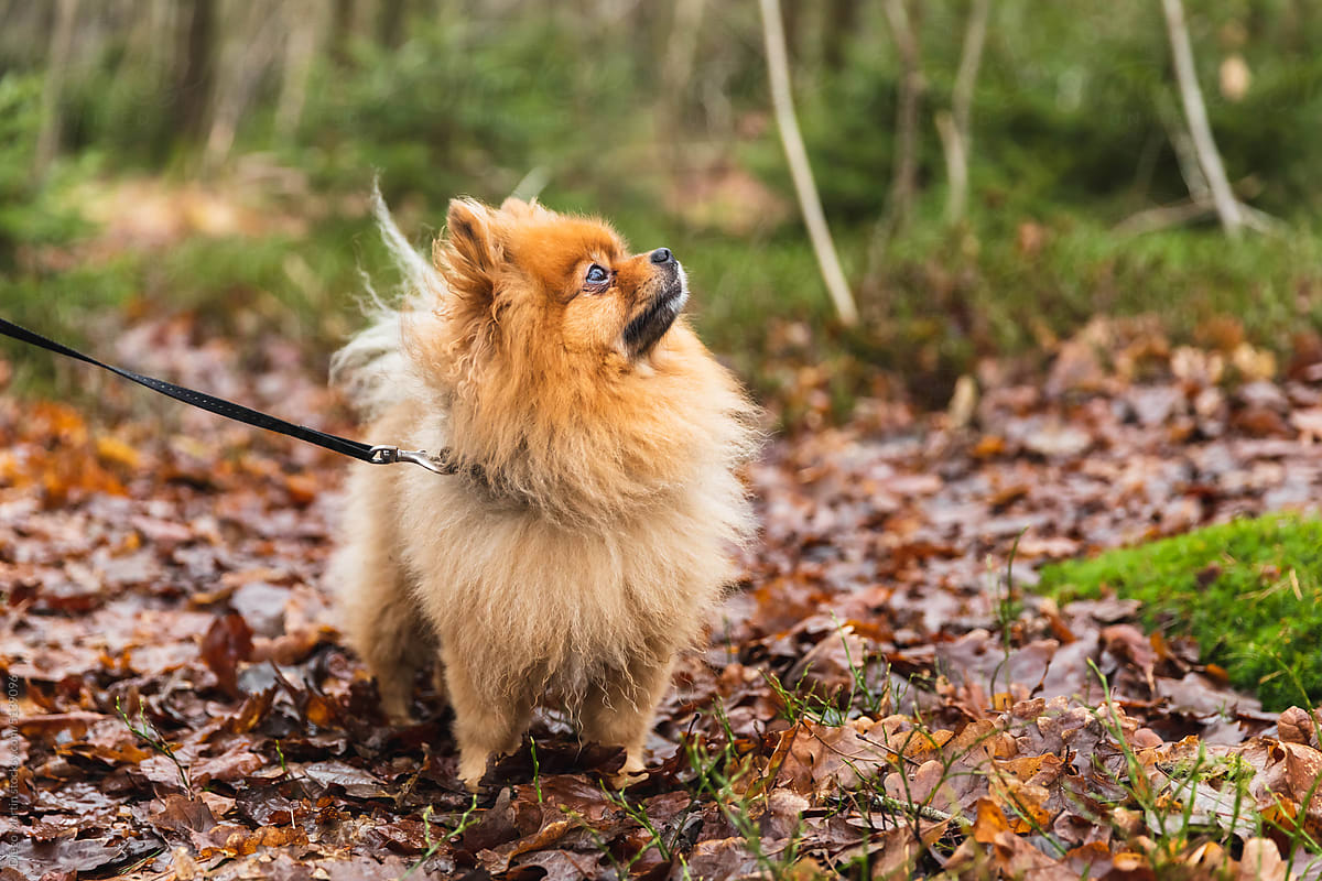 Portrait of cute Pomeranian dog