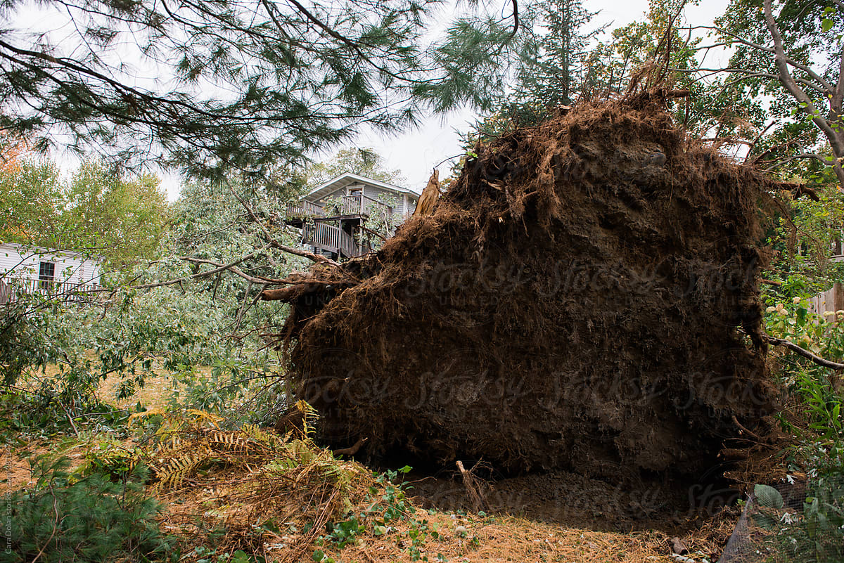 Root Ball of Fallen Tree