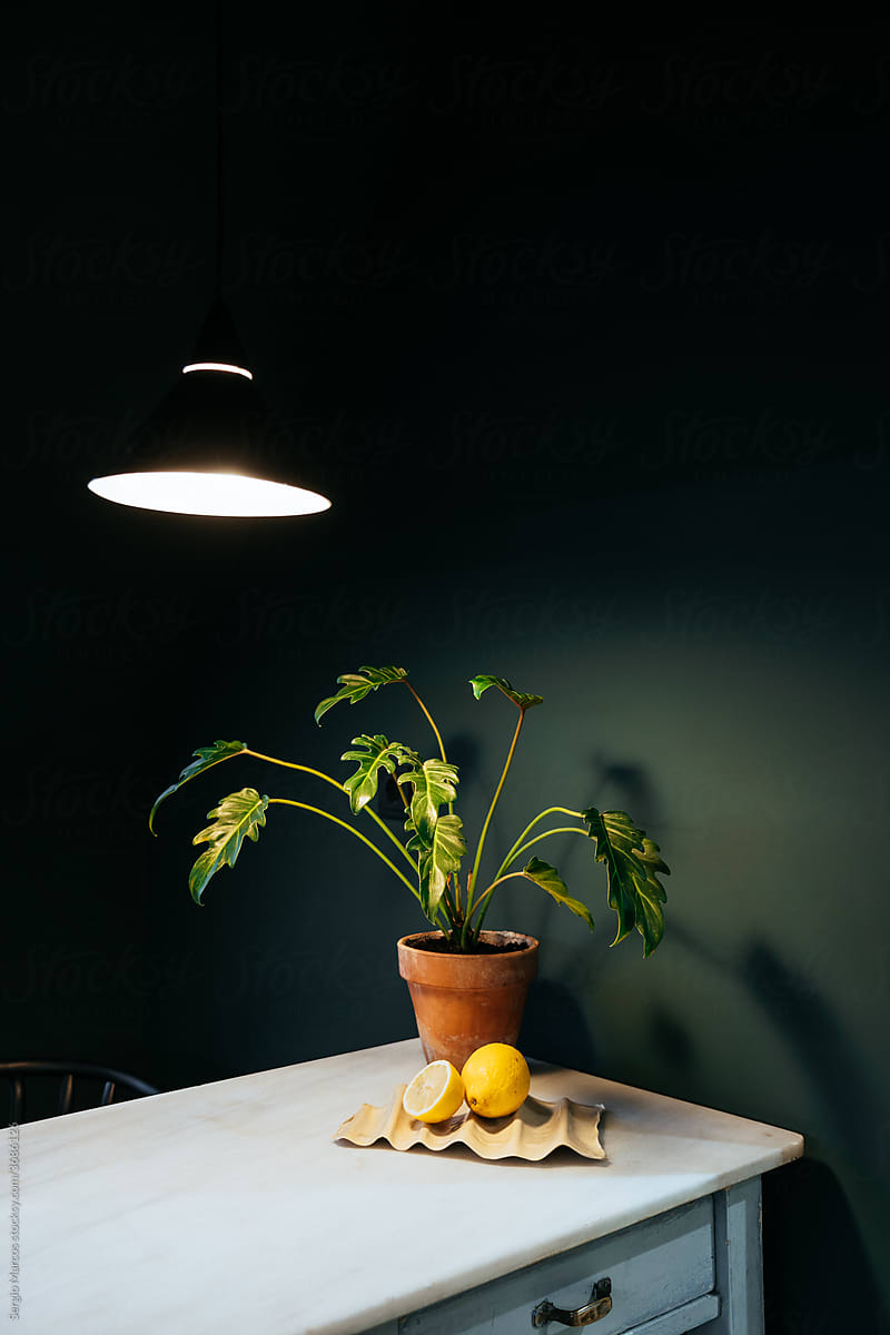 Potted plant and lemon on table