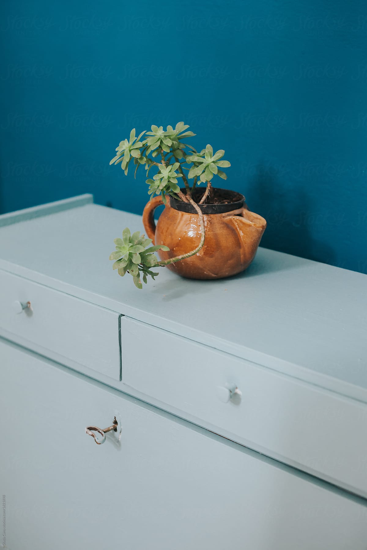 Succulent plant on a blue furniture