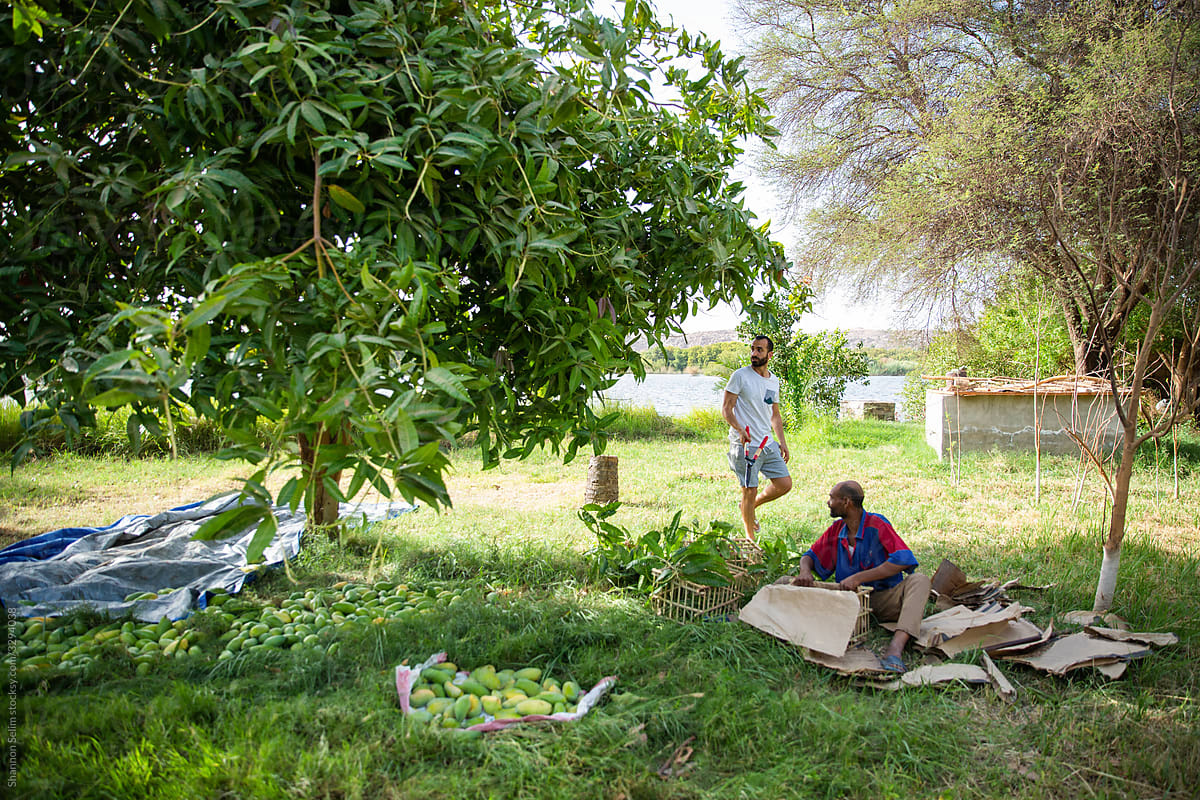 Workers on Mango Farm