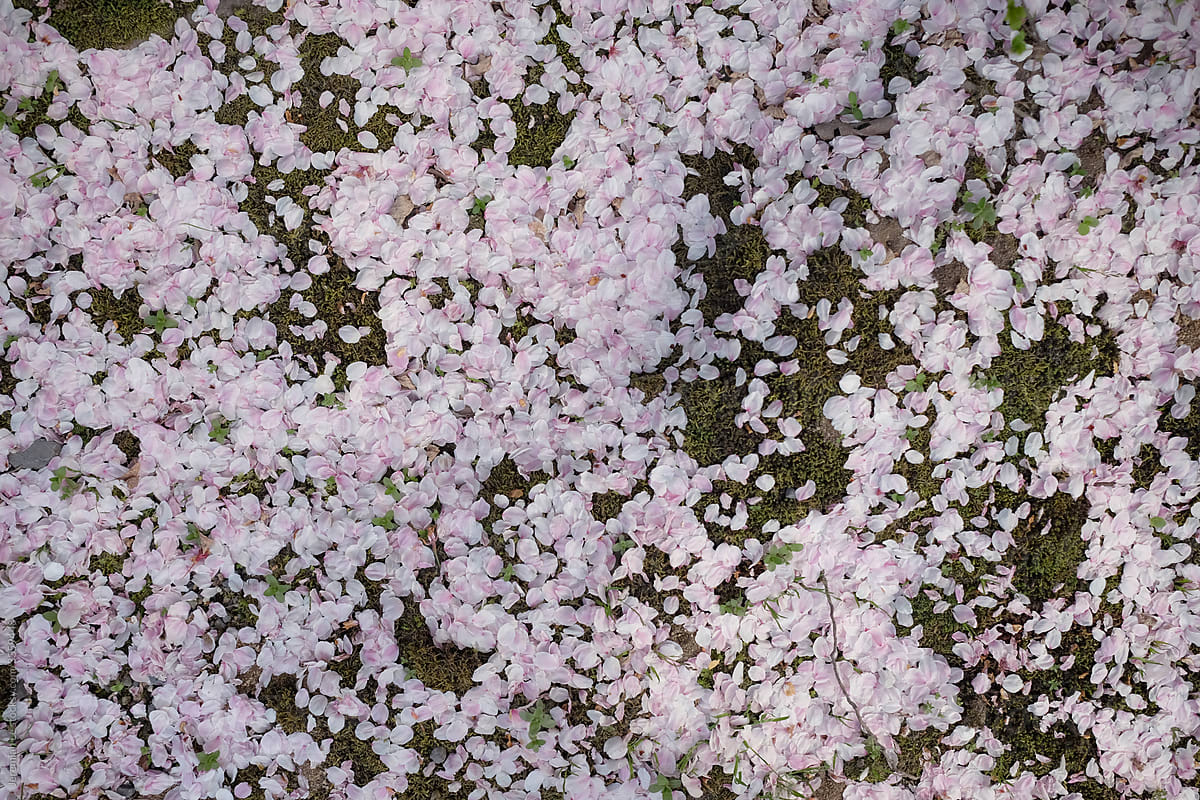 Cherry Blossoms Petals on the ground