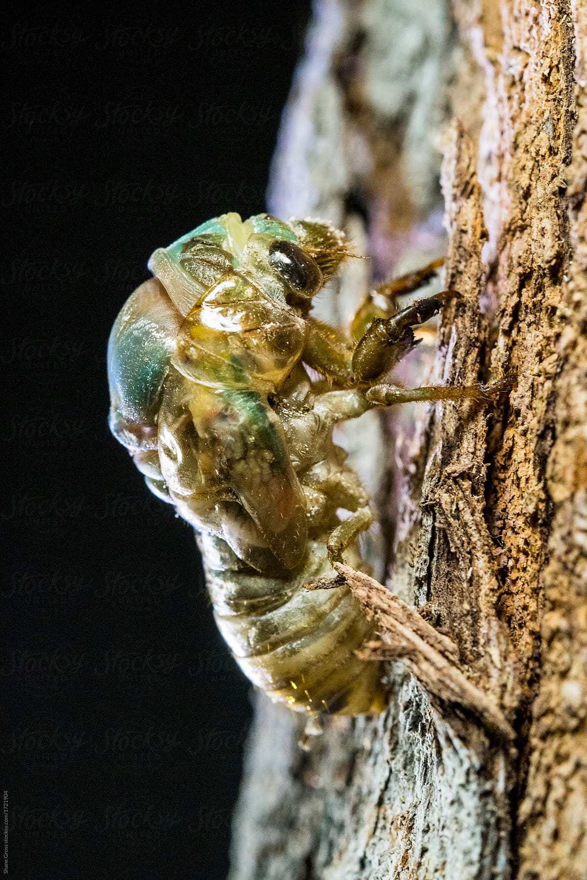 Cicada Breaks Exoskeleton