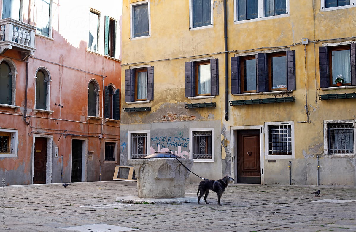 dog on street in Venice