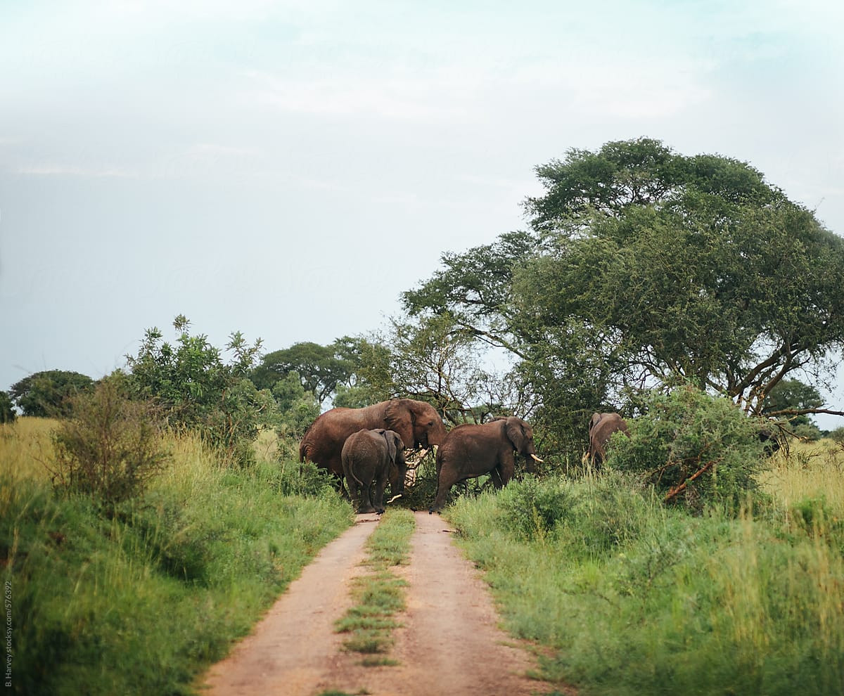 Herd of Elephants in Africa