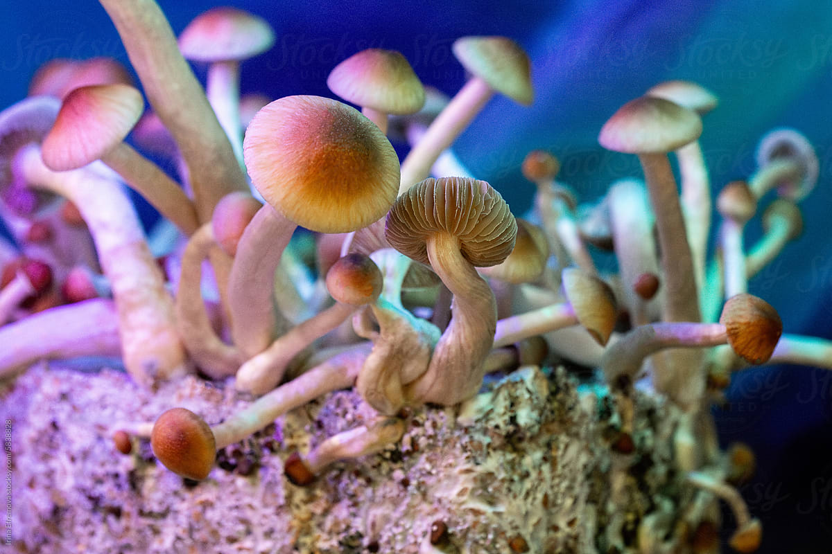 Inside a Psilocybin Mushrooms forest